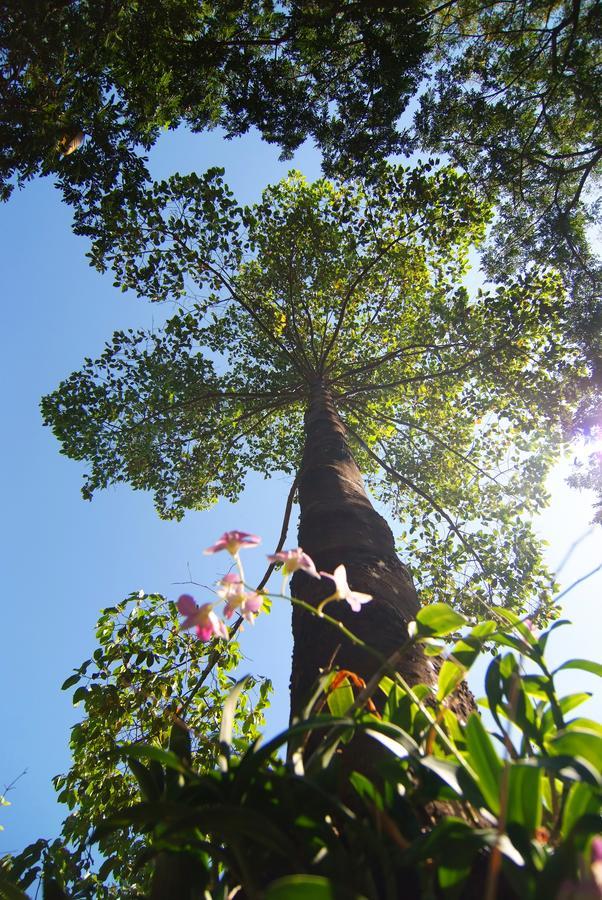 Tree House Hotel Sisaket Экстерьер фото